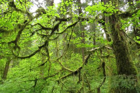 Ein grüner Baum mit weit ausladenden Ästen